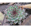 Молодило 'Greenii'   ( Sempervivum  tectorum 'Greenii')